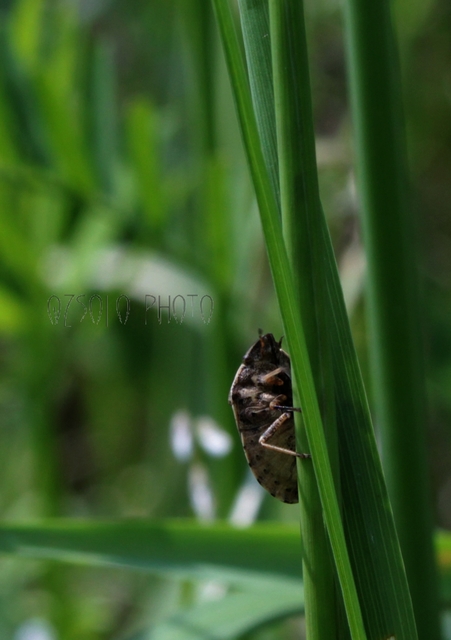 Eurygaster Eurygaster