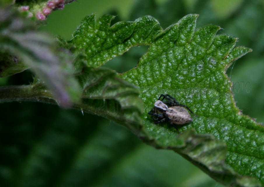 Oxyopes lineatus