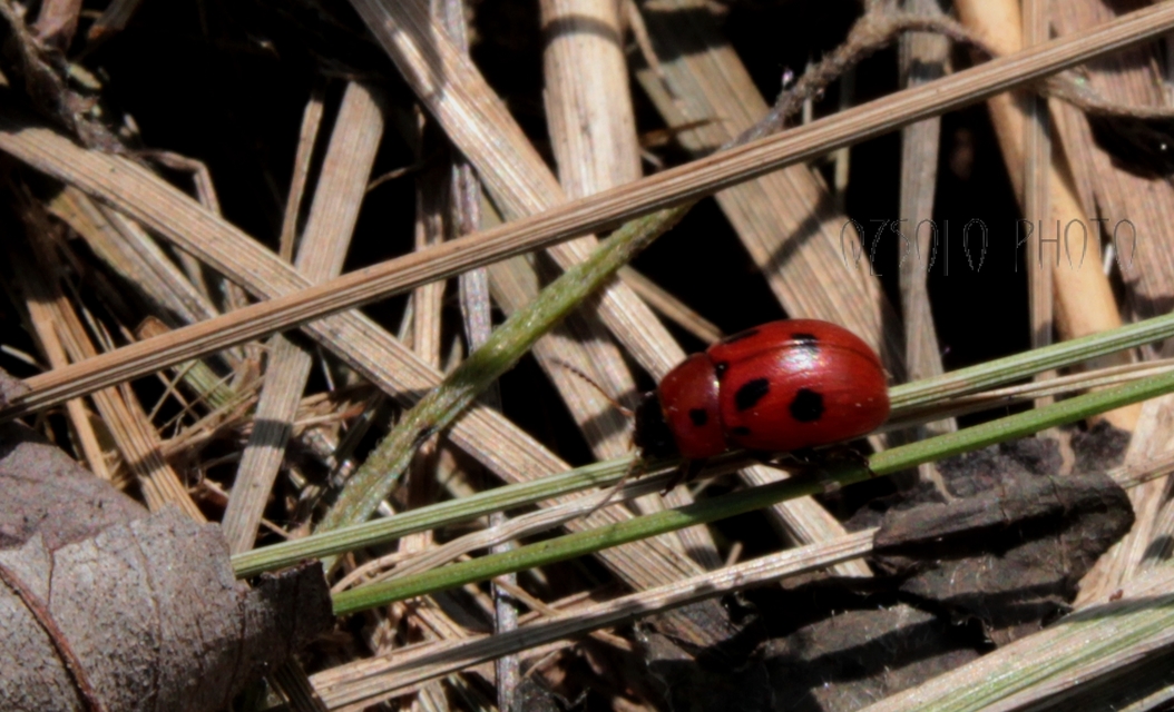 Gonioctena fornicata - közönséges lucernabogár