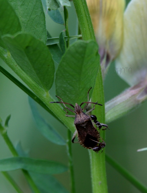 Ceraleptus lividus
