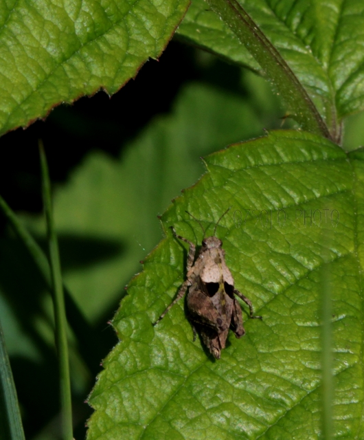 Tetrix tenuicornis - vékonycsápú tövishátúsáska
