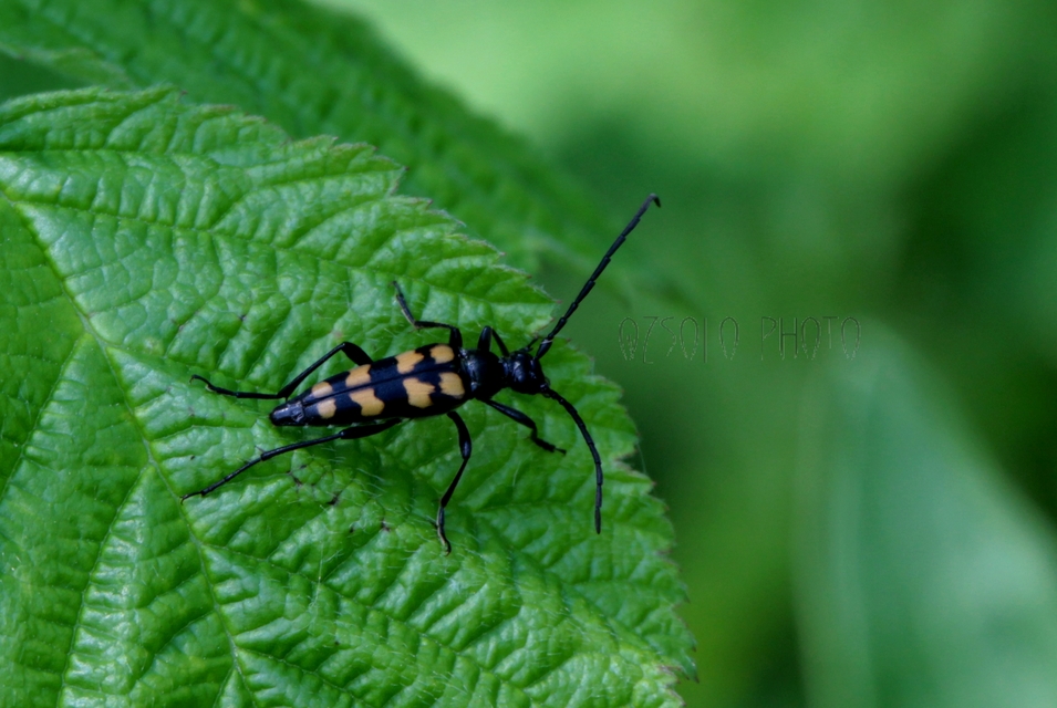 Leptura quadrifasciata - feketeszőrű szalagoscincér