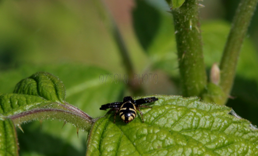 Synema globosum - fekete-sárga karolópók