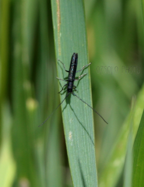 Theophilea subcylindricollis - hengeres szalmacincér