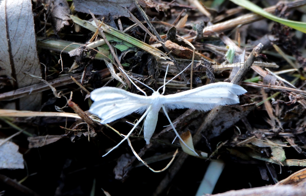 Pterophorus pentadactyla - fehér tollasmoly