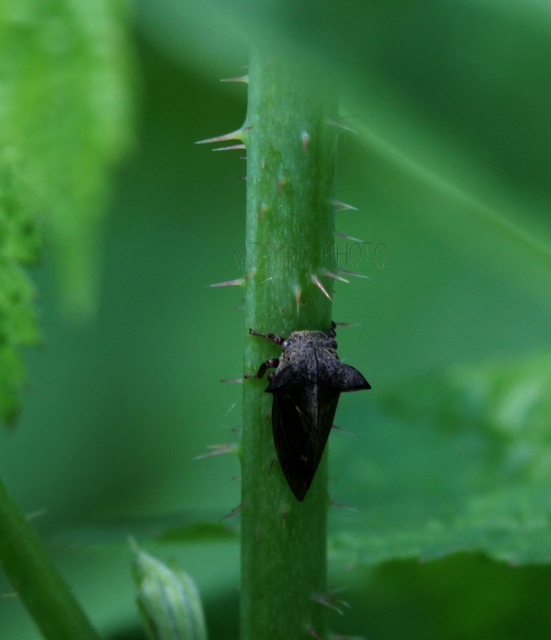 Centrotus cornutus - szarvaskabóca