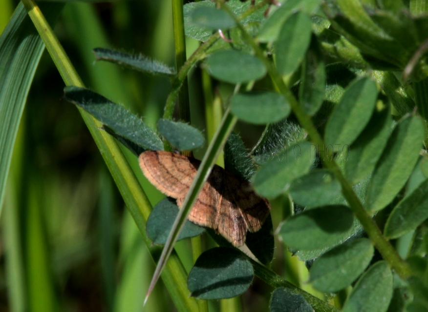 Scopula rubiginata - réti pirosaraszoló