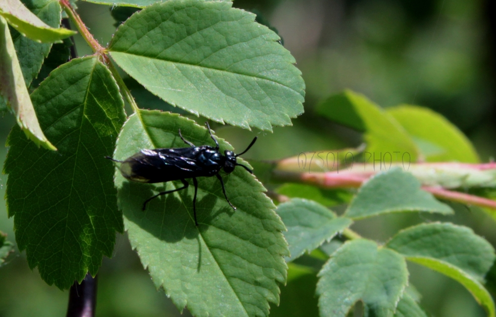 Argidae - botcsápú levéldarazsak