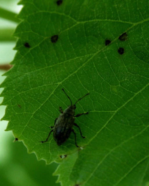 Phyllobius pyri - gyümölcsfa-levélormányos