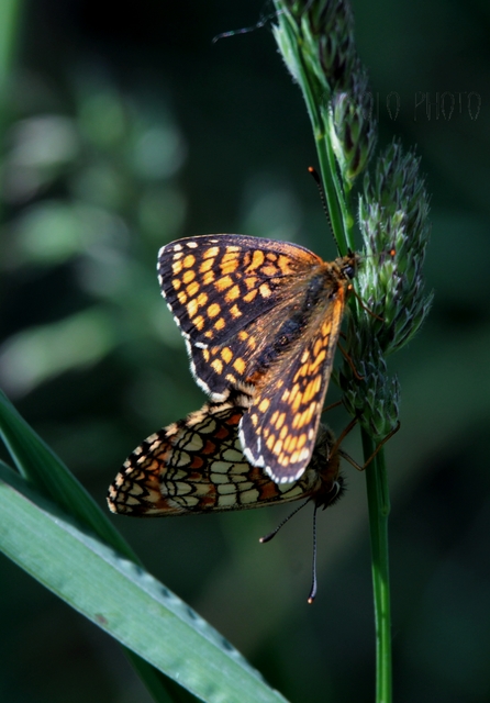 Melitaea athalia - közönséges tarkalepke