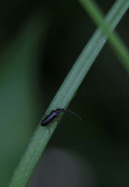 Rhagonycha elongata