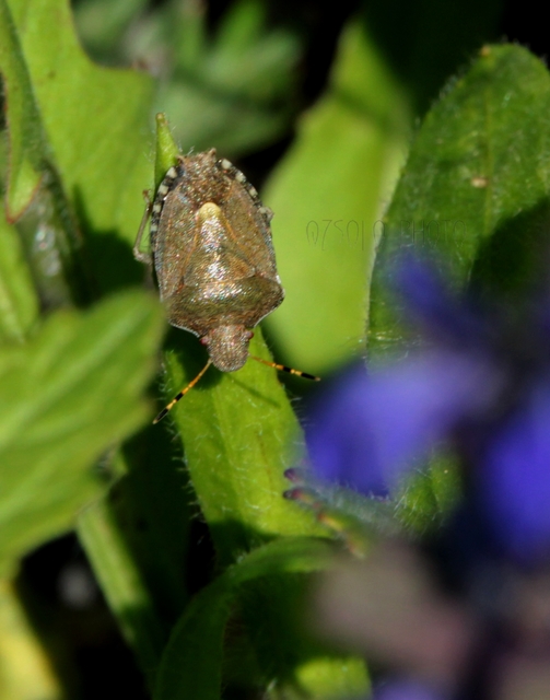 Peribalus strictus - tavaszi címerespoloska Peribalus strictus - tavaszi címerespoloska