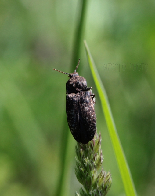 Agrypnus murinus - egérszínű pikkelyespattanó