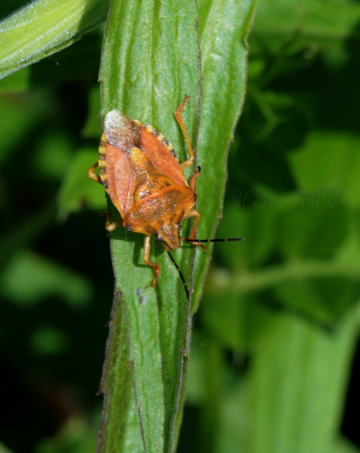 Carpocoris Carpocoris