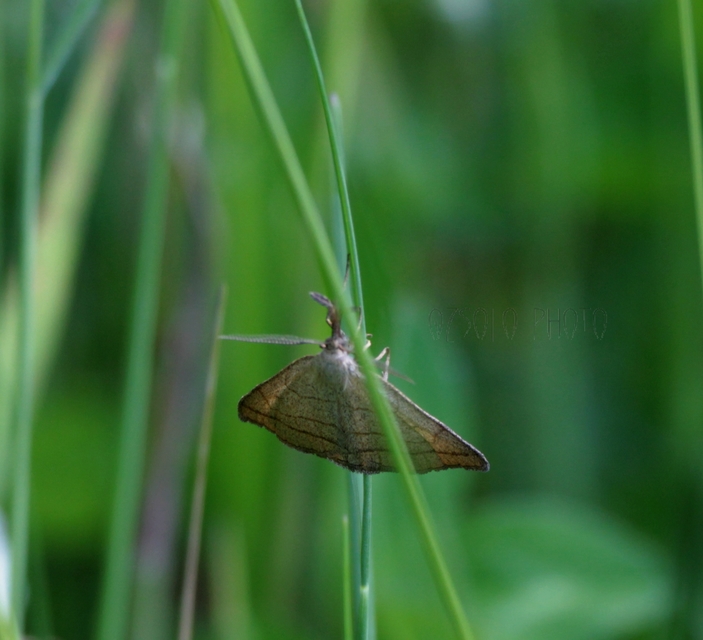 Polypogon tentacularia - sötétaljú karcsúbagoly