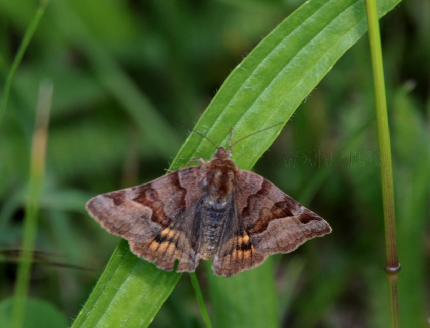 Euclidia glyphica - közönséges nappalibagoly