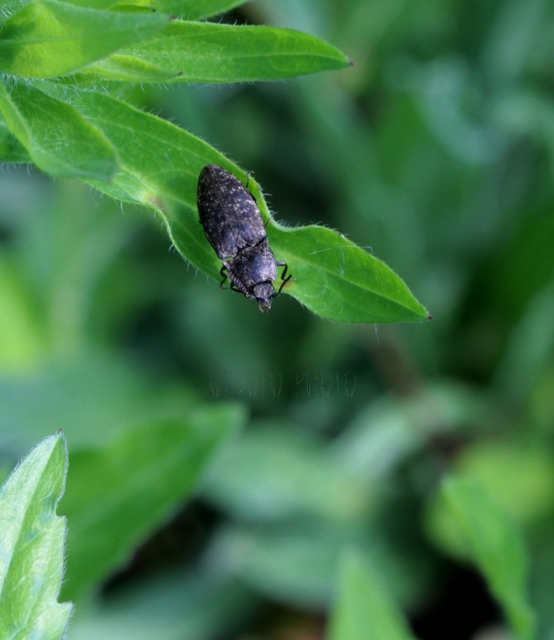 Agrypnus murinus - egérszínű pikkelyespattanó