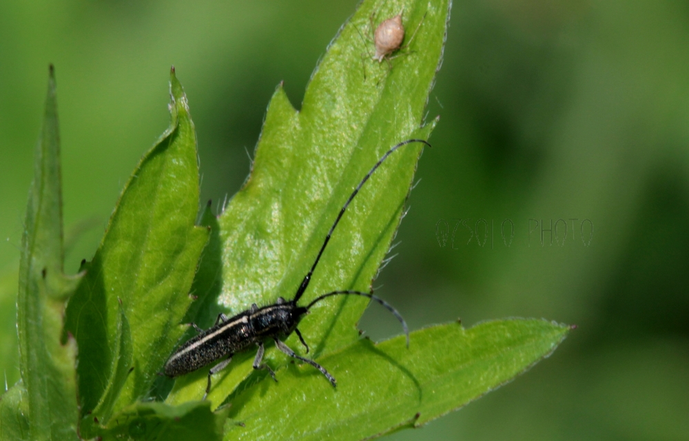 Agapanthia cardui - sávos bogáncscincér