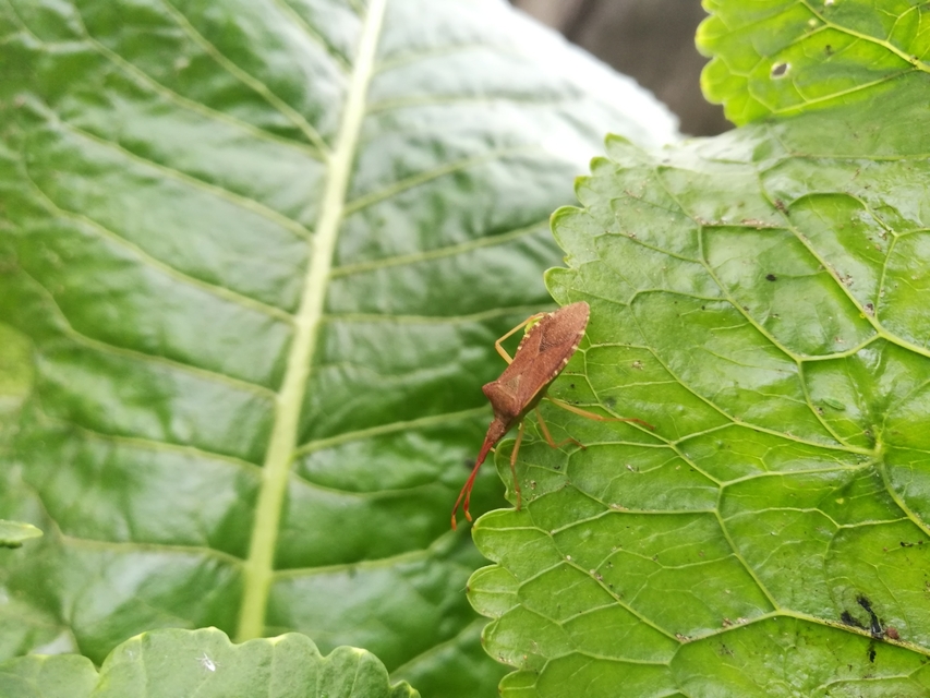 Gonocerus acuteangulatus - aranypetés karimáspoloska