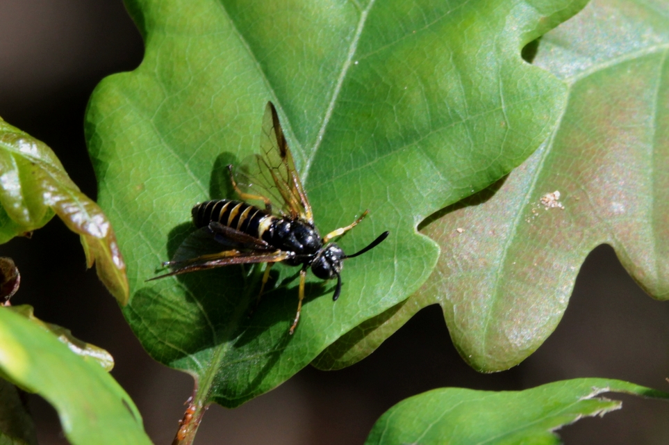 Argidae - botcsápú levéldarazsak