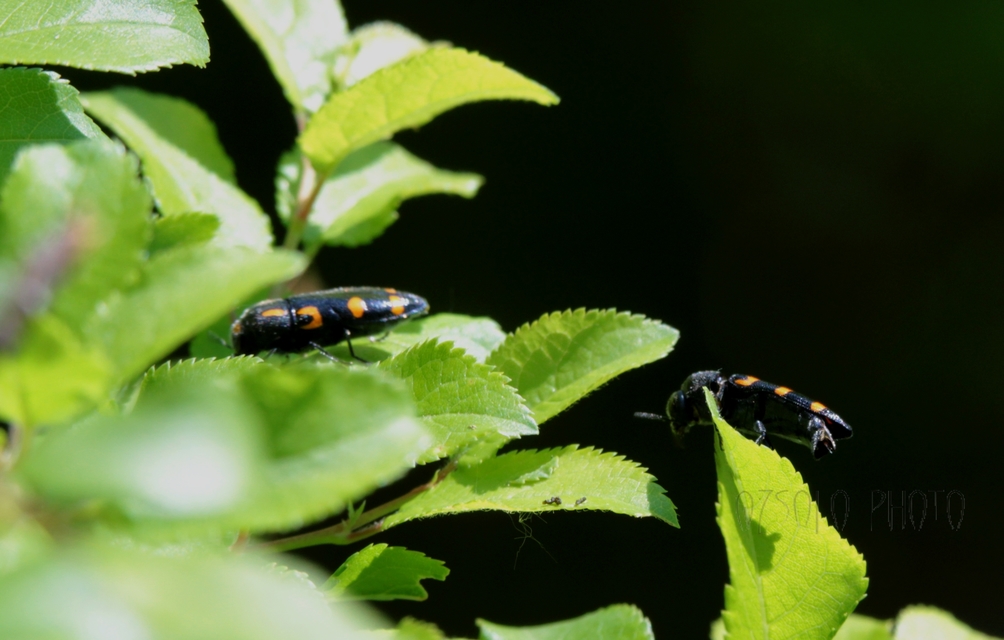 Ptosima undecimmaculata - sárgafoltos díszbogár