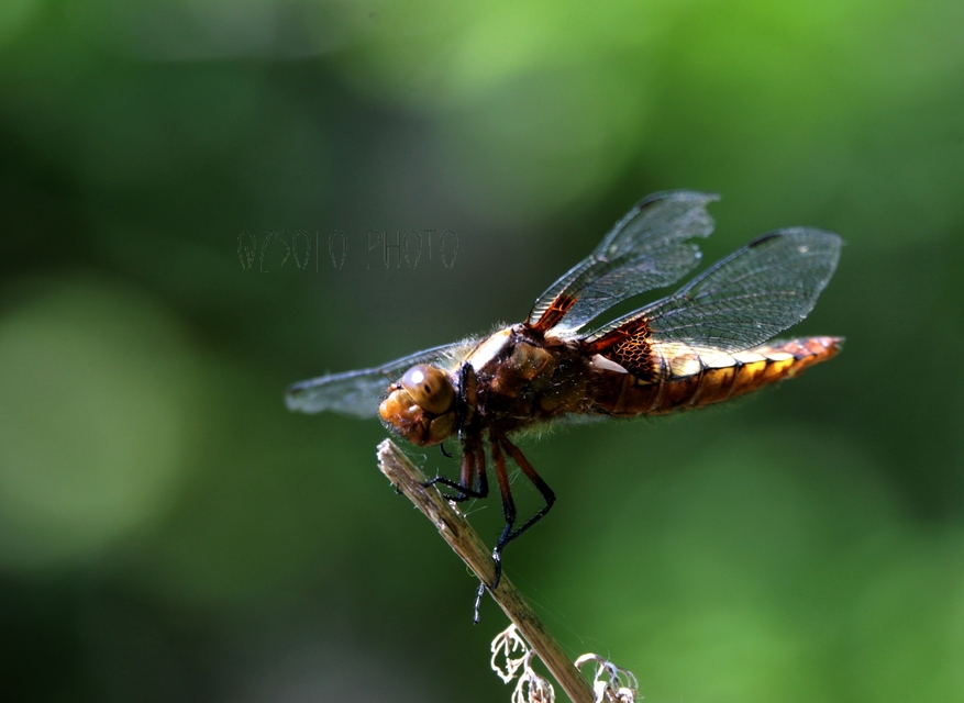 Libellula depressa - széles laposacsa