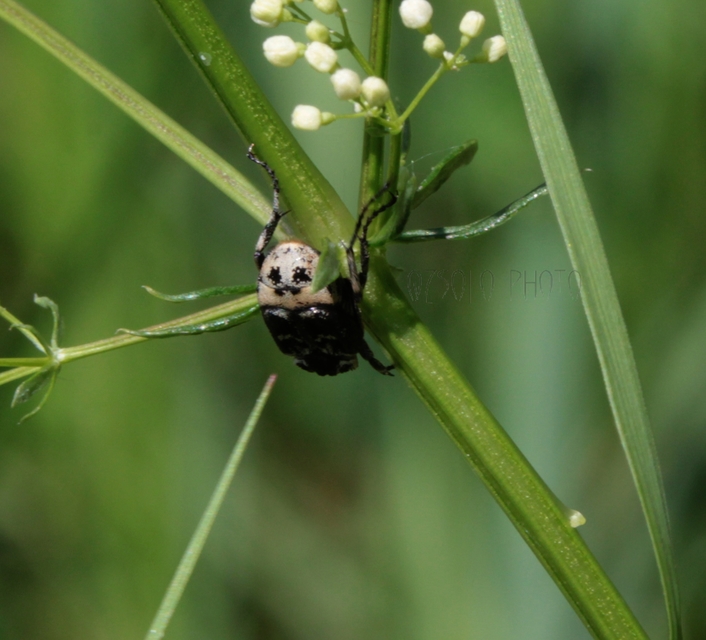 Valgus hemipterus - suta virágbogár