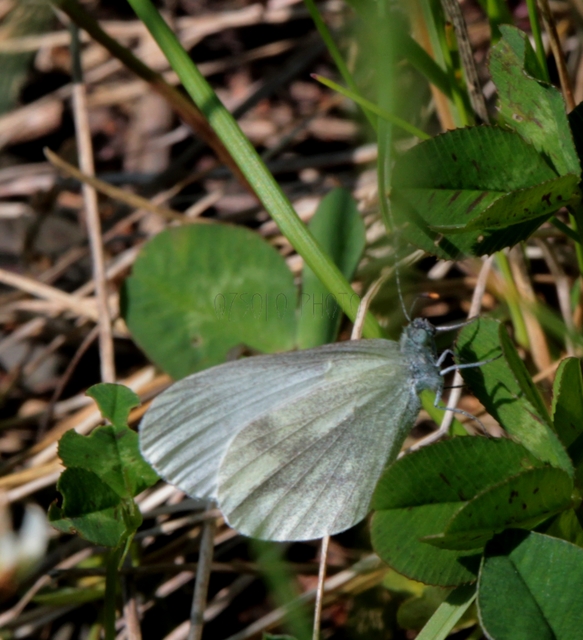 Leptidea sinapis - mustárlepke