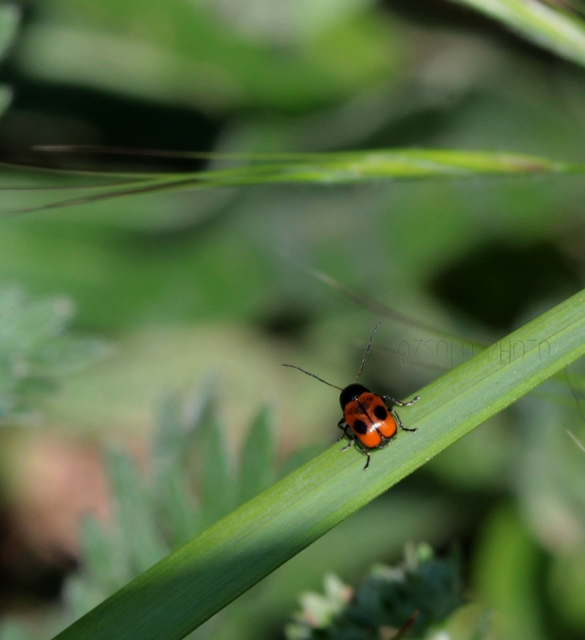 Cryptocephalus bipunctatus - kétpettyes zömökbogár