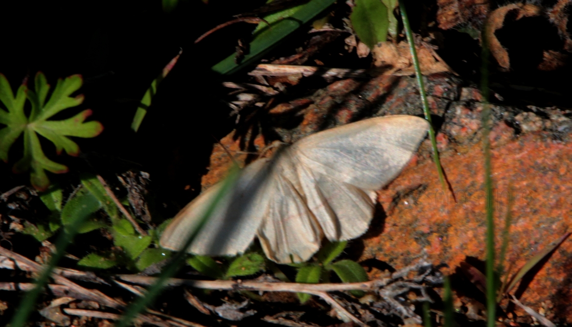 Rhodostrophia vibicaria - pirosszélű araszoló