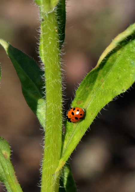 Hippodamia variegata - tizenhárompettyes katica