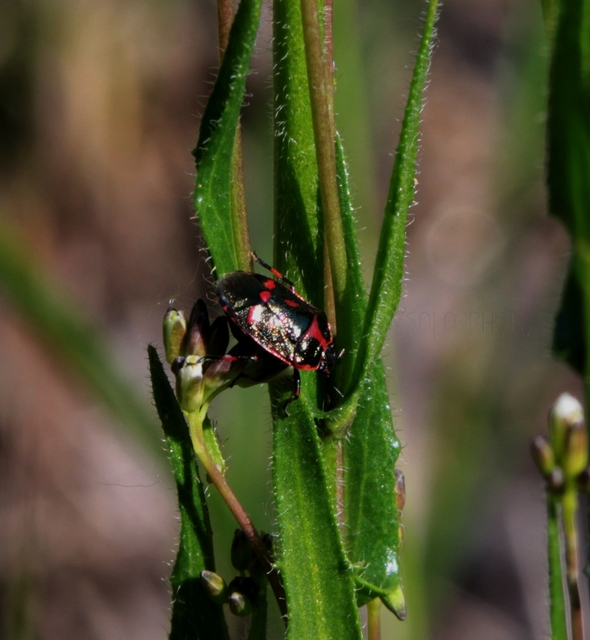Eurydema oleracea - paréjpoloska Eurydema oleracea - paréjpoloska