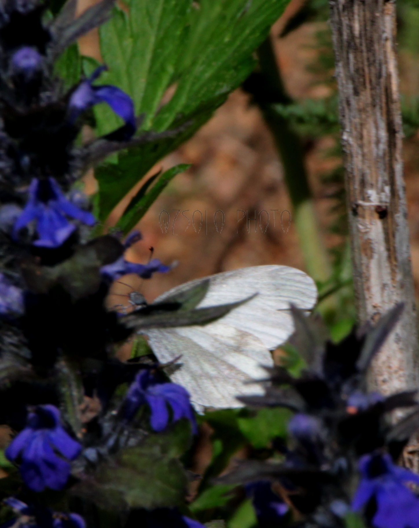 Leptidea sinapis - mustárlepke