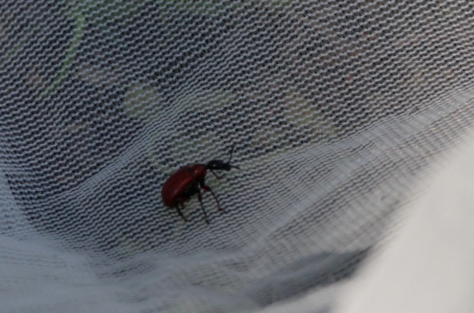 Apoderus coryli - mogyoró-levélsodró