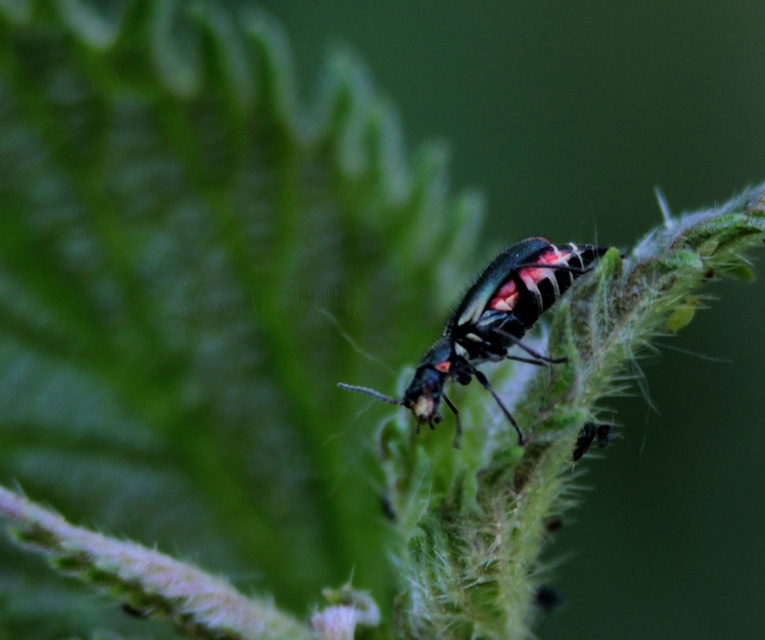 Malachius bipustulatus - kétfoltos bibircsesbogár