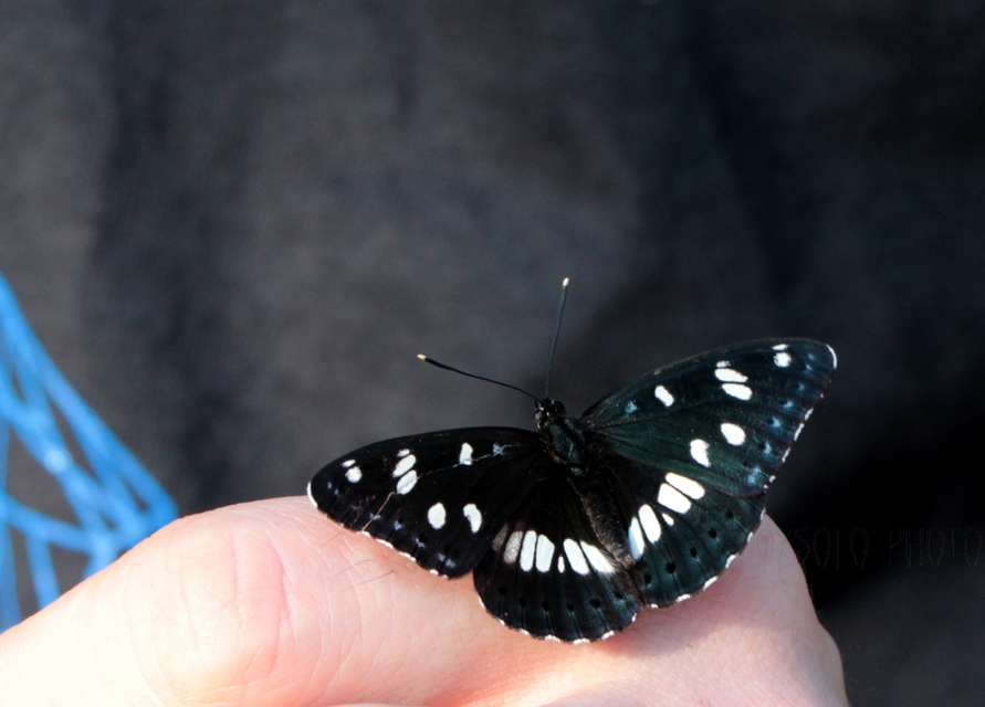 Limenitis reducta - kék lonclepke