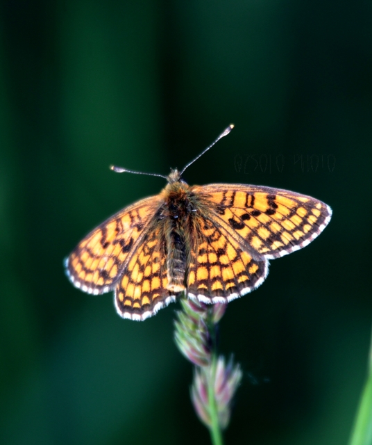 Melitaea athalia - közönséges tarkalepke