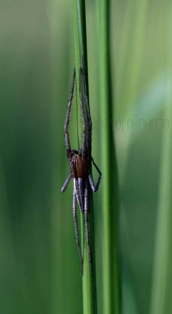 Tibellus