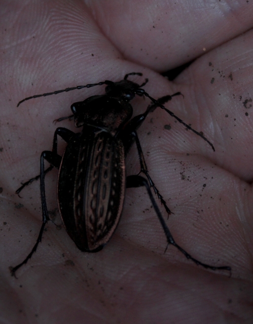 Carabus cancellatus - ragyás futrinka