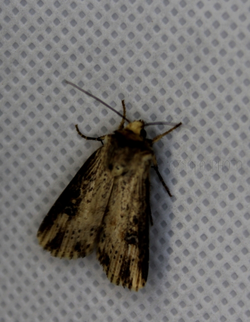 Axylia putris - vonalkás földibagoly