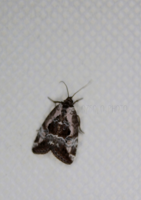 Hapalotis venustula - rózsaszínű mázasbagoly