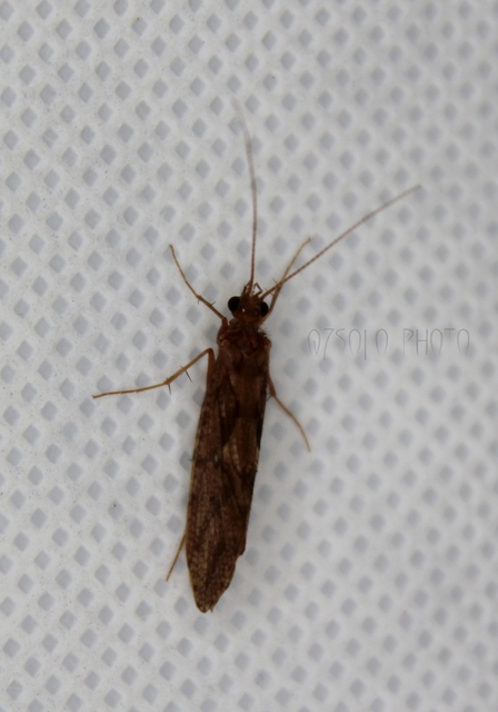 Trichoptera - Tegzesek