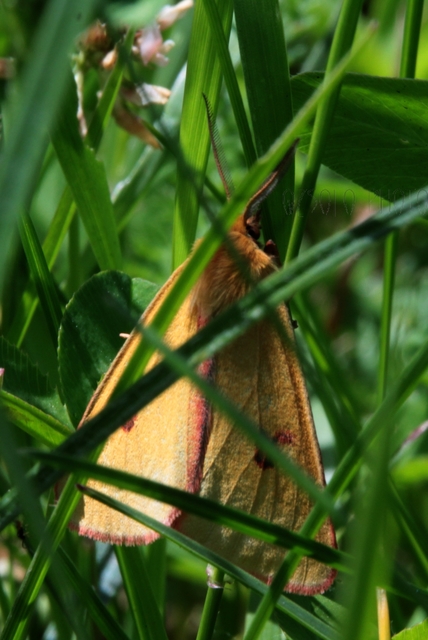 Diacrisia sannio - vörösszélű medvelepke