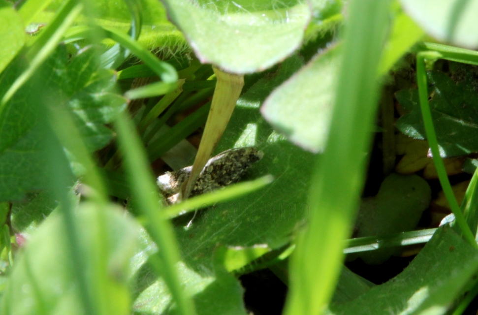 Celypha lacunana - vízparti tükrösmoly