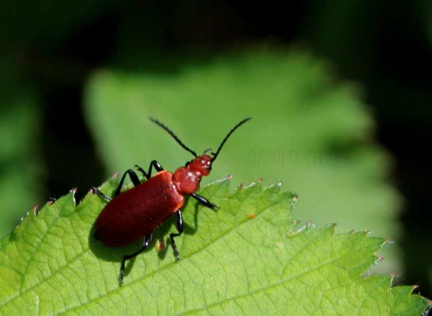 Pyrochroa serraticornis - közép-bíborbogár