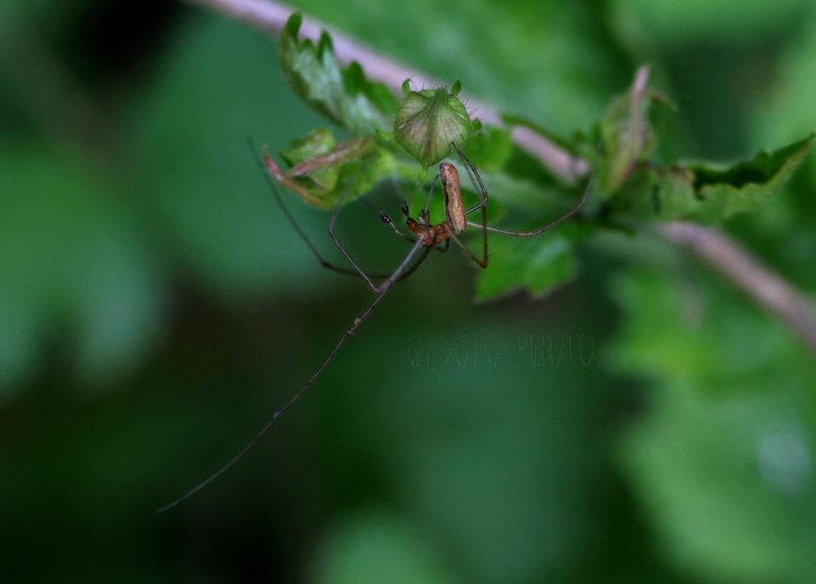 Tetragnatha