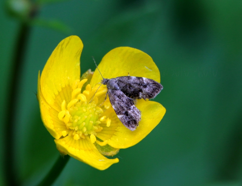Anthophila fabriciana - lápréti levélmoly