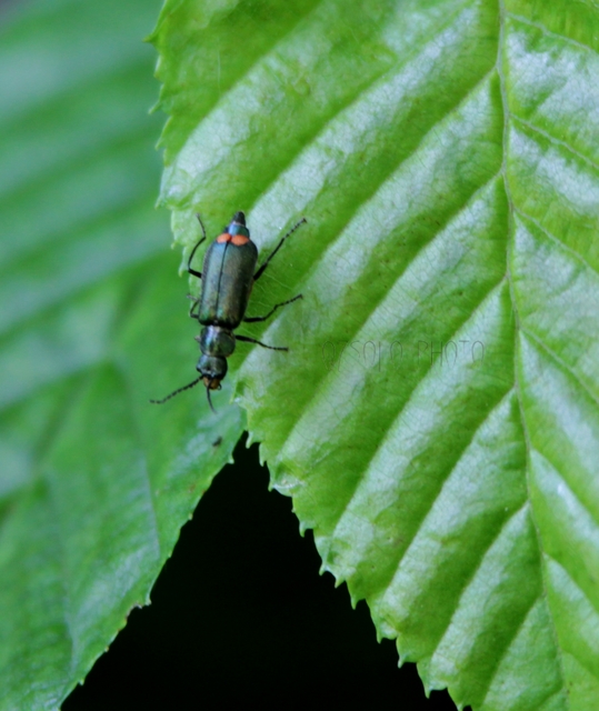 Malachius bipustulatus - kétfoltos bibircsesbogár