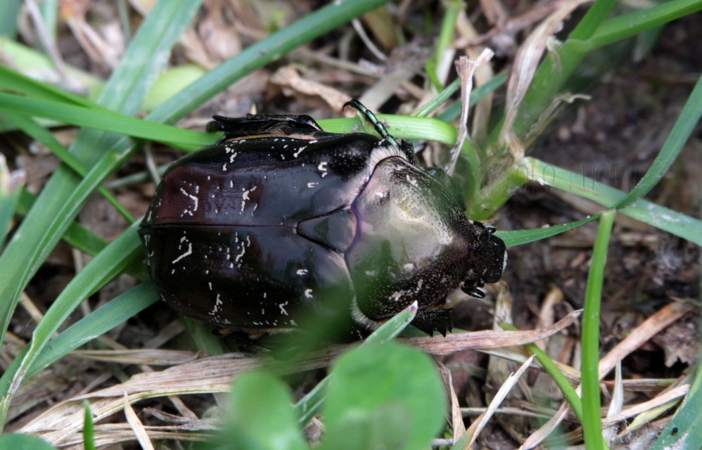 Protaetia marmorata - márványos virágbogár