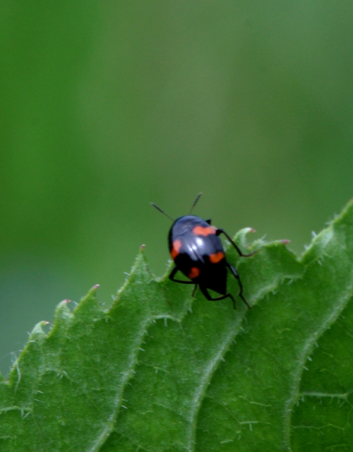 Scaphidium quadrimaculatum - négyfoltos sajkabogár
